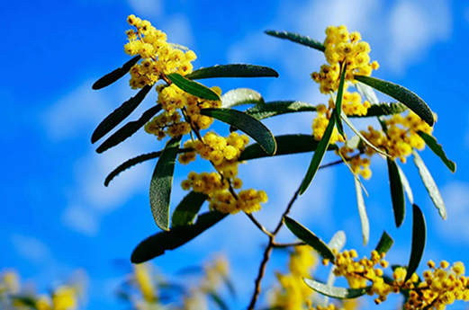 zoom2u Biodiverse Reforestation Carbon Offsets Project